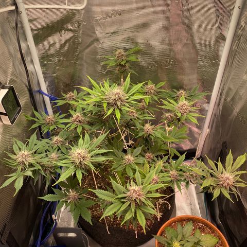 Eazy cake growlog timeline photo