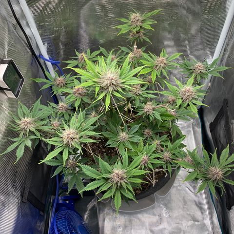 Eazy cake growlog timeline photo