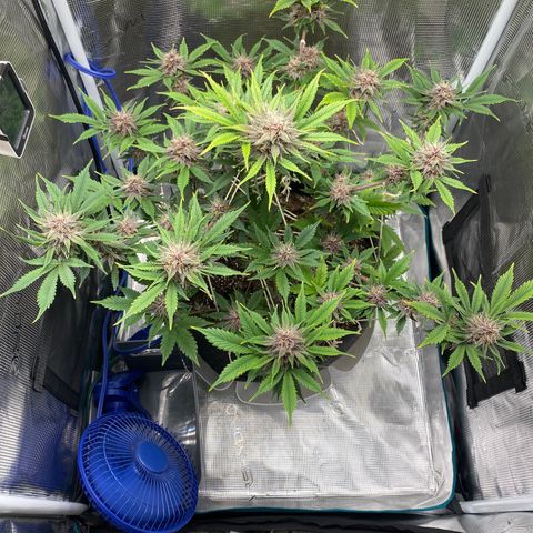 Eazy cake growlog timeline photo