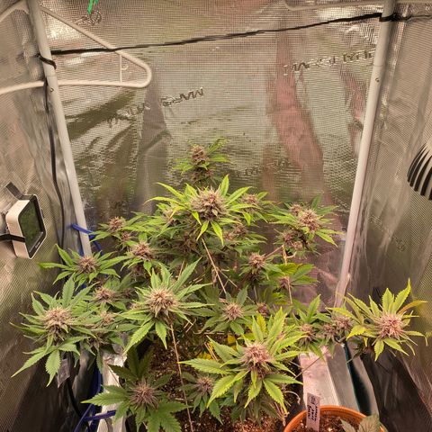 Eazy cake growlog timeline photo