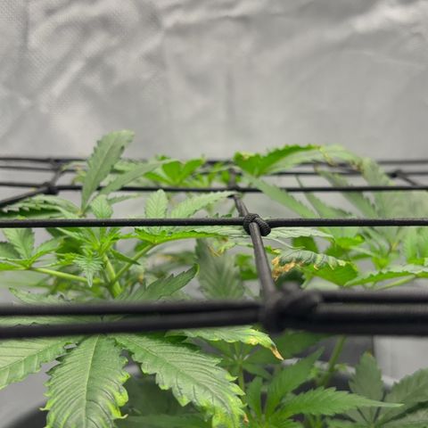 Frosted Guava growlog timeline photo