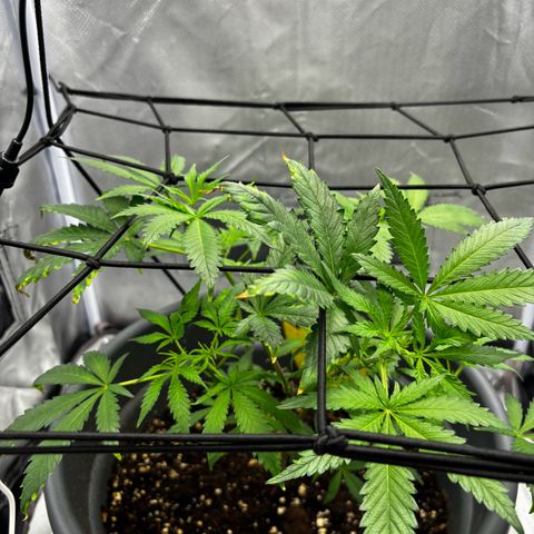 Frosted Guava growlog photo: Kaputte Blätter vorsichtshalber entfernt 