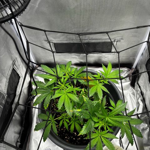 Frosted Guava growlog photo: Kaputte Blätter vorsichtshalber entfernt 