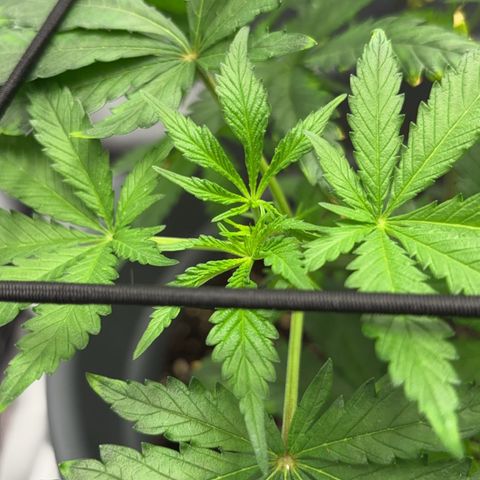 Frosted Guava growlog timeline photo