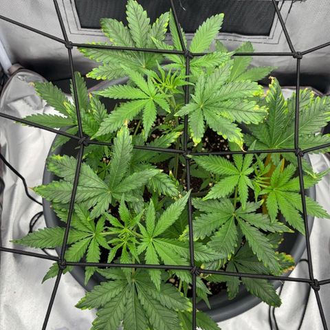 Frosted Guava growlog timeline photo