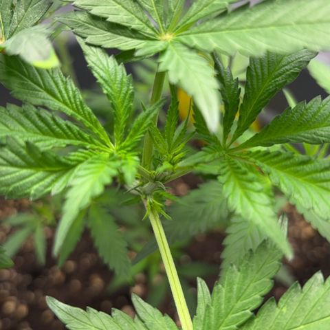 Frosted Guava growlog timeline photo
