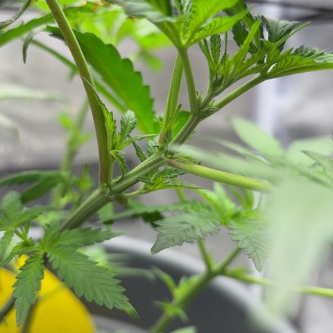Frosted Guava growlog timeline photo