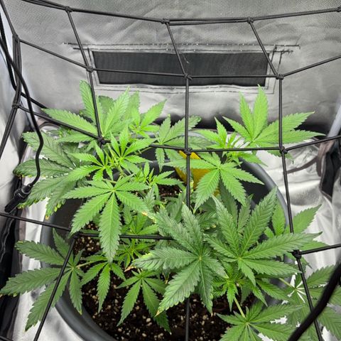Frosted Guava growlog timeline photo