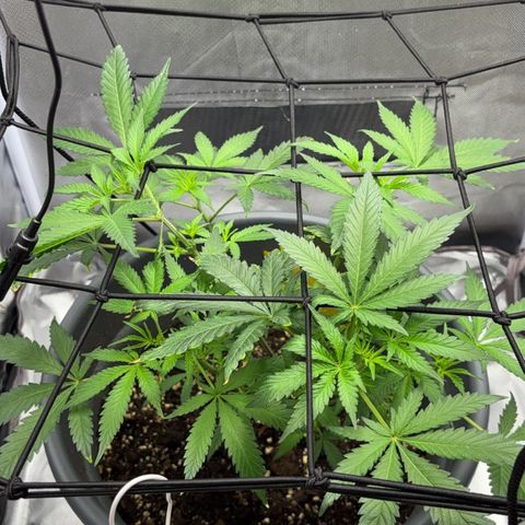 Frosted Guava growlog timeline photo