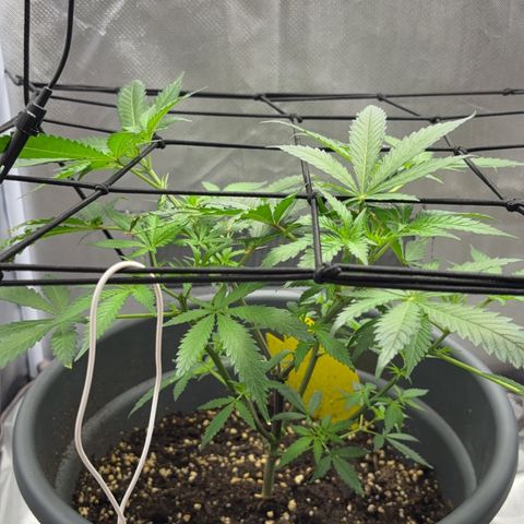Frosted Guava growlog timeline photo