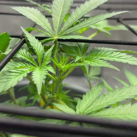 Frosted Guava growlog timeline photo