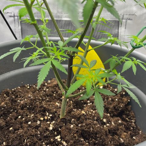Frosted Guava growlog timeline photo
