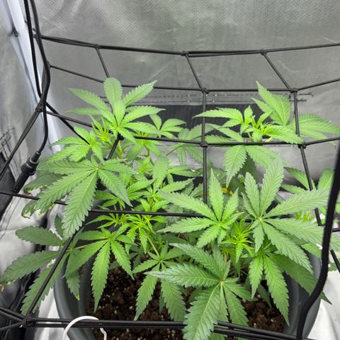 Frosted Guava growlog timeline photo