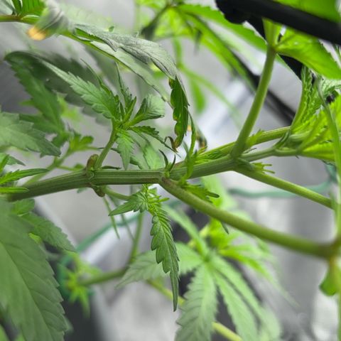 Frosted Guava growlog timeline photo