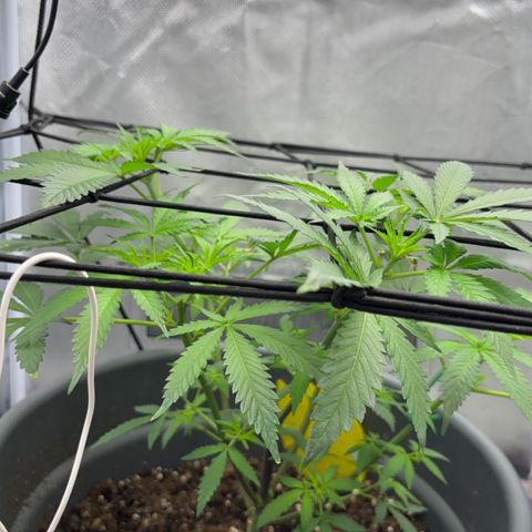 Frosted Guava growlog timeline photo