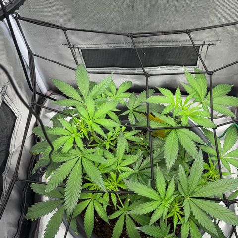 Frosted Guava growlog timeline photo
