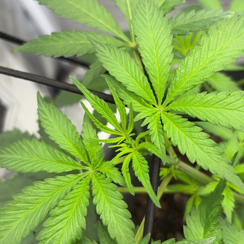 Frosted Guava growlog timeline photo