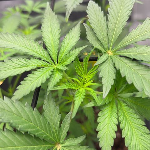 Frosted Guava growlog timeline photo