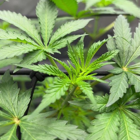 Frosted Guava growlog photo: 2 blätter getrimmt