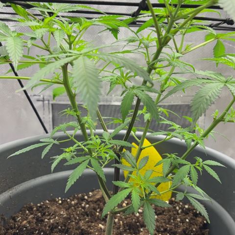 Frosted Guava growlog photo: 2 blätter getrimmt