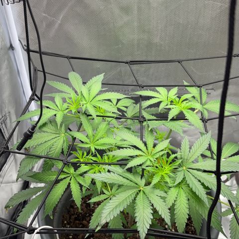 Frosted Guava growlog photo: 2 blätter getrimmt