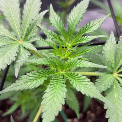 Frosted Guava growlog timeline photo