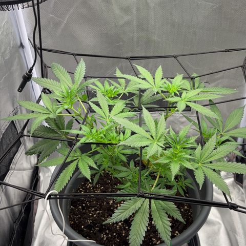 Frosted Guava growlog timeline photo