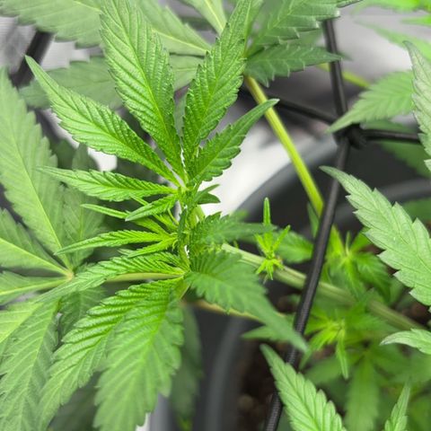 Frosted Guava growlog timeline photo