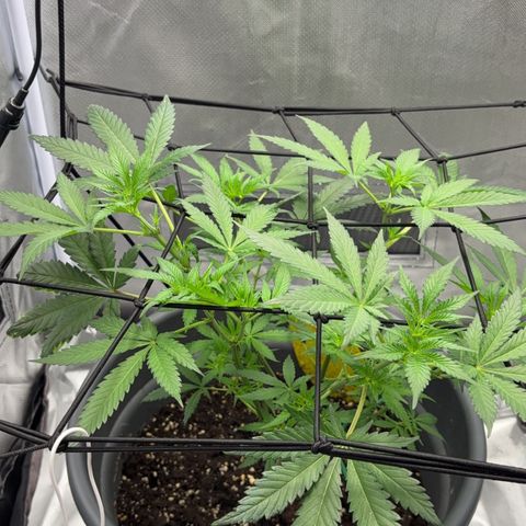 Frosted Guava growlog timeline photo