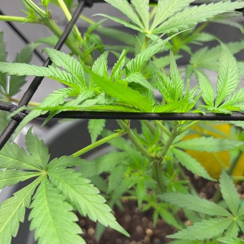 Frosted Guava growlog timeline photo