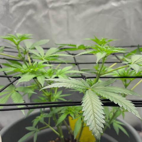 Frosted Guava growlog timeline photo