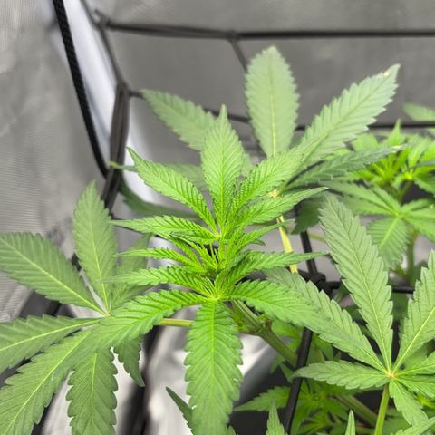 Frosted Guava growlog timeline photo