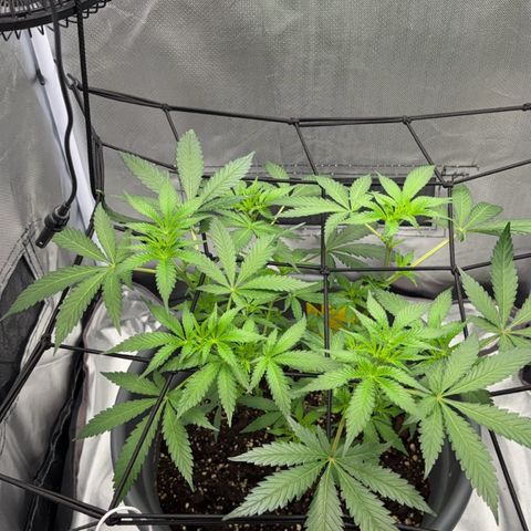 Frosted Guava growlog timeline photo