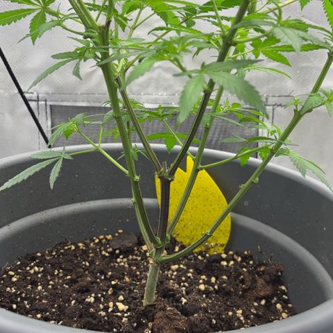 Frosted Guava growlog timeline photo