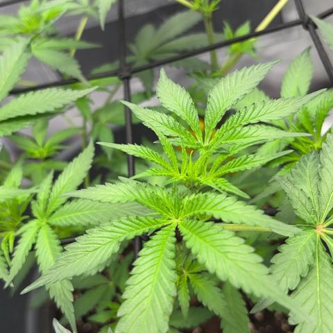 Frosted Guava growlog timeline photo