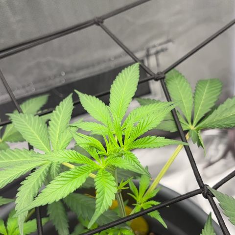 Frosted Guava growlog timeline photo