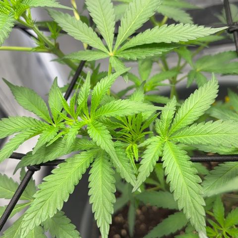 Frosted Guava growlog timeline photo