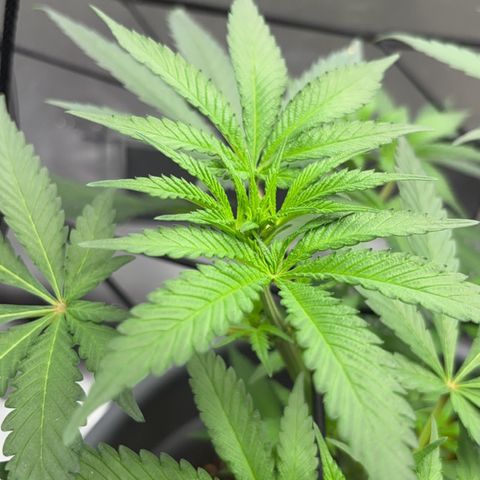 Frosted Guava growlog timeline photo