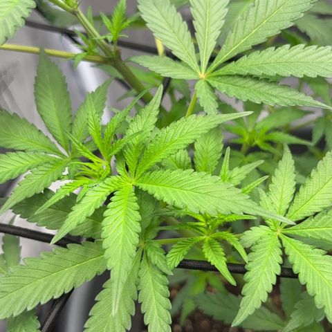 Frosted Guava growlog timeline photo