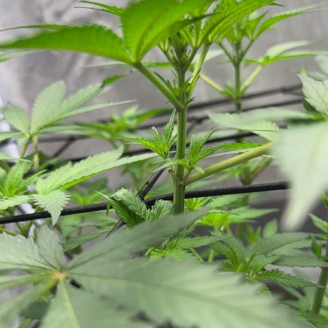 Frosted Guava growlog timeline photo