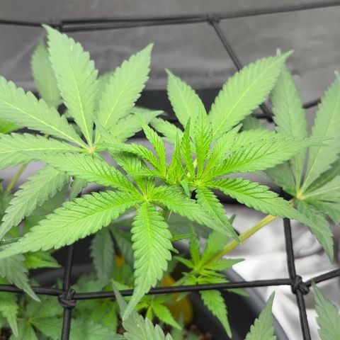 Frosted Guava growlog timeline photo