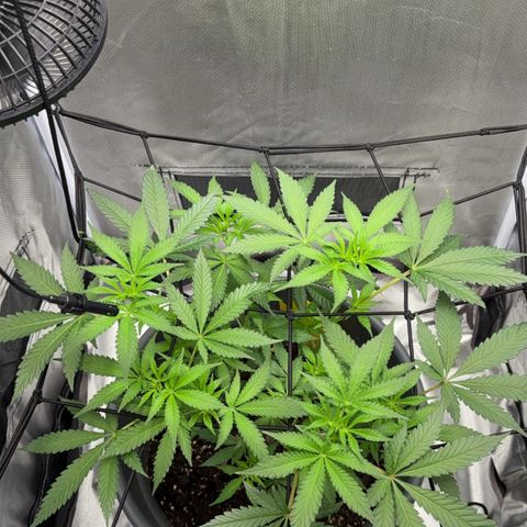 Frosted Guava growlog timeline photo