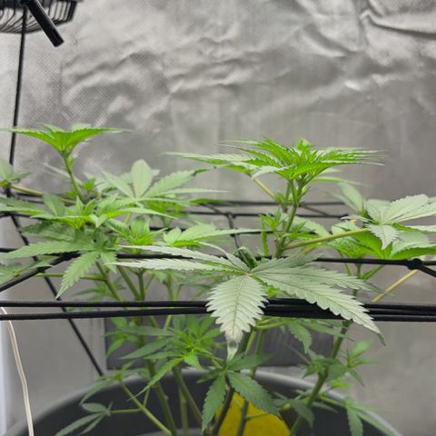 Frosted Guava growlog timeline photo