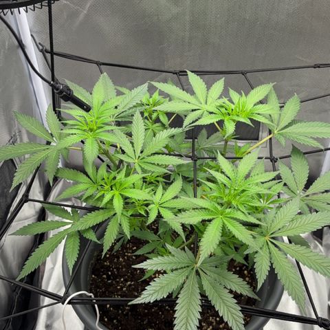 Frosted Guava growlog timeline photo