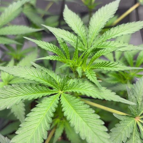 Frosted Guava growlog timeline photo