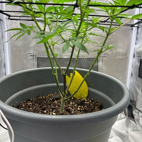 Frosted Guava growlog timeline photo