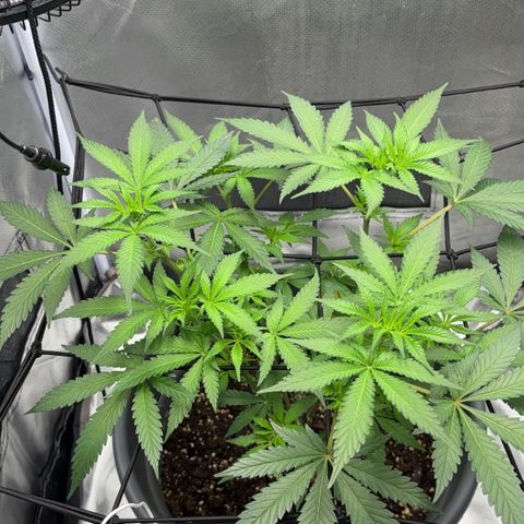 Frosted Guava growlog timeline photo