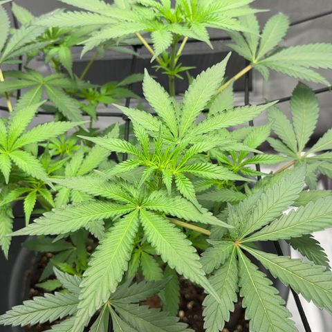 Frosted Guava growlog timeline photo