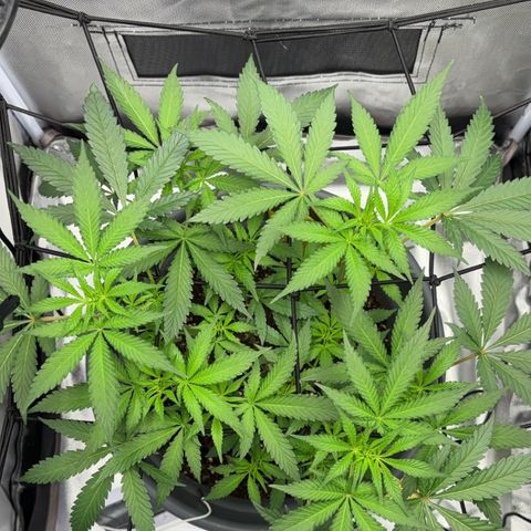 Frosted Guava growlog timeline photo