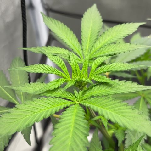 Frosted Guava growlog timeline photo